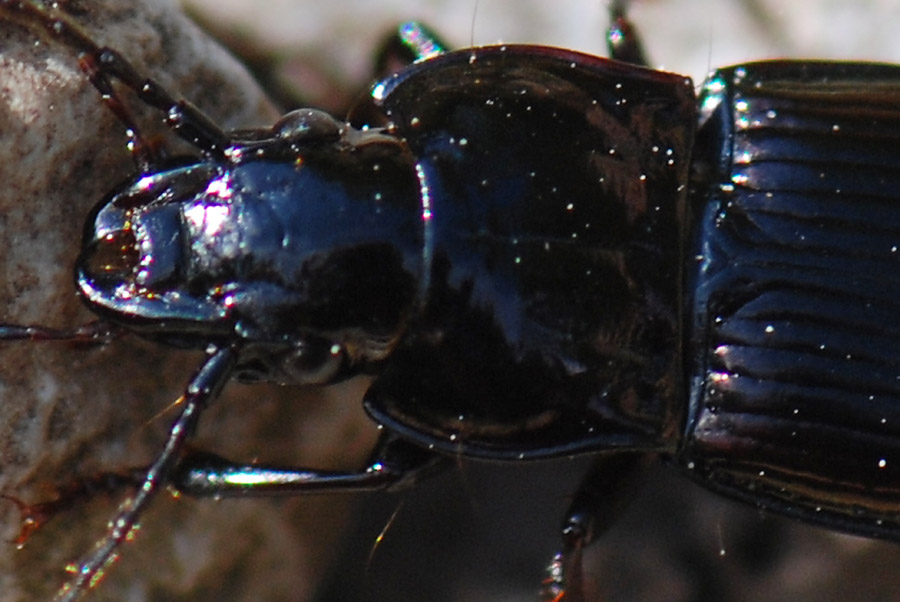 Pterostichus (Cheporus) burmeisteri